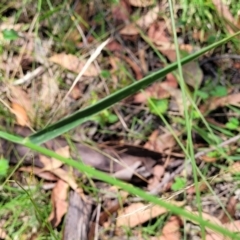 Echinopogon sp. at Bigga, NSW - 8 Jan 2022