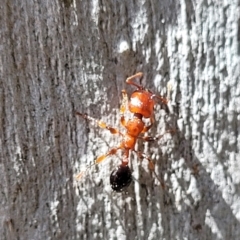 Podomyrma sp. (genus) (Muscleman Tree Ant) at Bigga, NSW - 8 Jan 2022 by tpreston