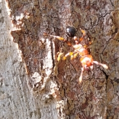 Podomyrma sp. (genus) at Bigga, NSW - 8 Jan 2022 12:31 PM