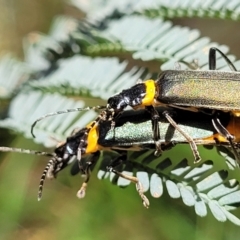 Chauliognathus lugubris (Plague Soldier Beetle) at Bigga, NSW - 8 Jan 2022 by trevorpreston