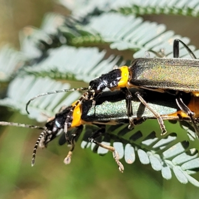 Chauliognathus lugubris (Plague Soldier Beetle) at Bigga, NSW - 8 Jan 2022 by trevorpreston