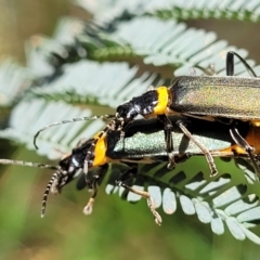 Chauliognathus lugubris (Plague Soldier Beetle) at Bigga, NSW - 8 Jan 2022 by tpreston