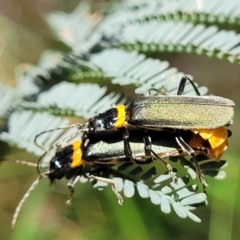 Chauliognathus lugubris at Bigga, NSW - 8 Jan 2022