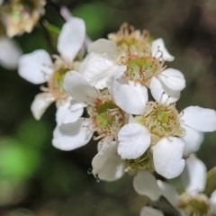 Leptospermum obovatum (River Tea Tree) at Keverstone National Park - 8 Jan 2022 by tpreston