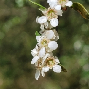 Leptospermum obovatum at Bigga, NSW - 8 Jan 2022 12:27 PM