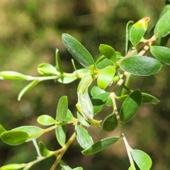 Leptospermum obovatum at Bigga, NSW - 8 Jan 2022