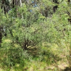 Leptospermum obovatum at Bigga, NSW - 8 Jan 2022