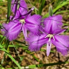 Thysanotus tuberosus (Common Fringe-lily) at Keverstone National Park - 8 Jan 2022 by tpreston