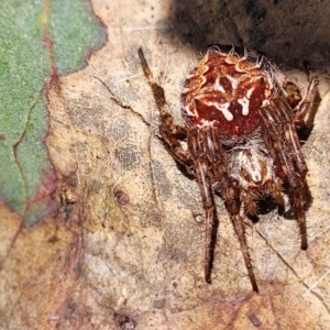 Backobourkia sp. (genus) at Bigga, NSW - 8 Jan 2022 12:24 PM