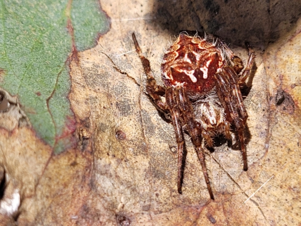 Backobourkia sp. (genus) at Bigga, NSW - 8 Jan 2022