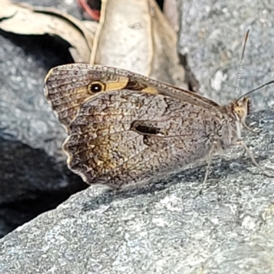 Geitoneura klugii (Marbled Xenica) at Crooked Corner, NSW - 8 Jan 2022 by tpreston