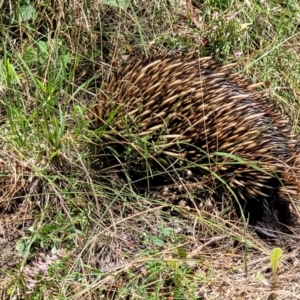 Tachyglossus aculeatus at Crooked Corner, NSW - 8 Jan 2022 12:00 PM