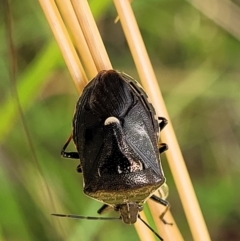 Cermatulus nasalis (Predatory shield bug, Glossy shield bug) at Crooked Corner, NSW - 8 Jan 2022 by trevorpreston