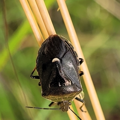 Cermatulus nasalis (Predatory shield bug, Glossy shield bug) at Burwood Creek Nature Reserve - 8 Jan 2022 by tpreston