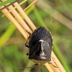 Cermatulus nasalis at Crooked Corner, NSW - 8 Jan 2022