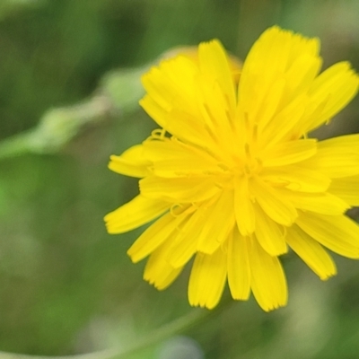 Crepis capillaris (Smooth Hawksbeard) at Crooked Corner, NSW - 8 Jan 2022 by trevorpreston