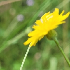 Crepis capillaris at Crooked Corner, NSW - 8 Jan 2022