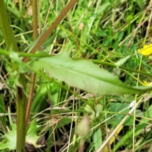 Crepis capillaris at Crooked Corner, NSW - 8 Jan 2022