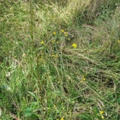 Crepis capillaris at Crooked Corner, NSW - 8 Jan 2022 11:49 AM