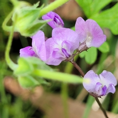 Glycine microphylla (Small-leaf Glycine) at Crooked Corner, NSW - 8 Jan 2022 by trevorpreston