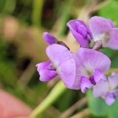 Glycine microphylla at Crooked Corner, NSW - 8 Jan 2022