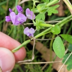 Glycine microphylla at Crooked Corner, NSW - 8 Jan 2022