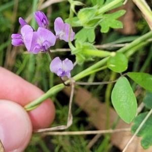 Glycine microphylla at Crooked Corner, NSW - 8 Jan 2022