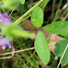 Glycine microphylla at Crooked Corner, NSW - 8 Jan 2022