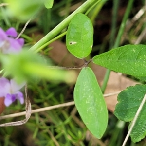 Glycine microphylla at Crooked Corner, NSW - 8 Jan 2022