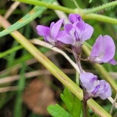 Glycine microphylla at Crooked Corner, NSW - 8 Jan 2022