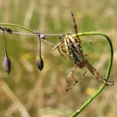 Plebs bradleyi (Enamelled spider) at Burwood Creek Nature Reserve - 8 Jan 2022 by tpreston