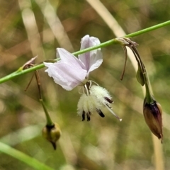 Arthropodium milleflorum (Vanilla Lily) at Crooked Corner, NSW - 8 Jan 2022 by trevorpreston