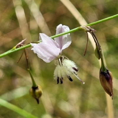 Arthropodium milleflorum (Vanilla Lily) at Crooked Corner, NSW - 8 Jan 2022 by trevorpreston
