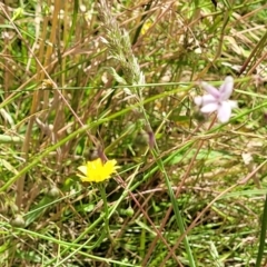 Arthropodium milleflorum at Crooked Corner, NSW - 8 Jan 2022 11:42 AM