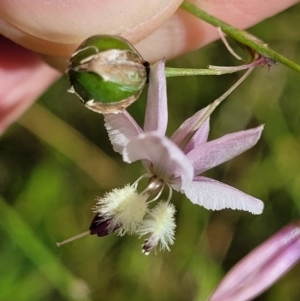 Arthropodium milleflorum at Crooked Corner, NSW - 8 Jan 2022 11:42 AM