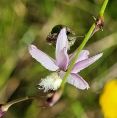 Arthropodium milleflorum at Crooked Corner, NSW - 8 Jan 2022 11:42 AM