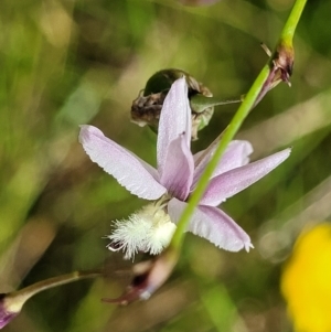 Arthropodium milleflorum at Crooked Corner, NSW - 8 Jan 2022 11:42 AM