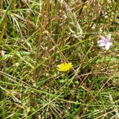 Arthropodium milleflorum at Crooked Corner, NSW - 8 Jan 2022 11:42 AM