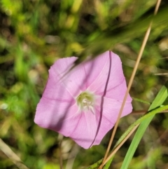 Convolvulus angustissimus subsp. angustissimus (Australian Bindweed) at Crooked Corner, NSW - 8 Jan 2022 by trevorpreston