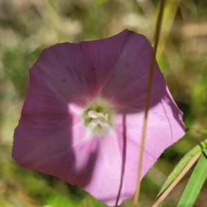 Convolvulus angustissimus subsp. angustissimus at Crooked Corner, NSW - 8 Jan 2022 11:41 AM