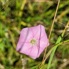 Convolvulus angustissimus subsp. angustissimus at Crooked Corner, NSW - 8 Jan 2022 11:41 AM