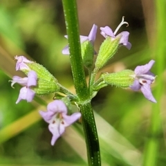 Mentha diemenica (Wild Mint, Slender Mint) at Crooked Corner, NSW - 8 Jan 2022 by trevorpreston