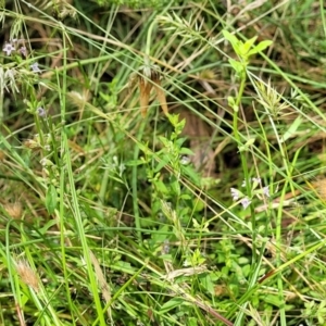 Mentha diemenica at Crooked Corner, NSW - 8 Jan 2022 11:37 AM