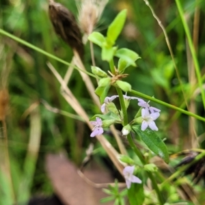 Mentha diemenica at Crooked Corner, NSW - 8 Jan 2022 11:37 AM