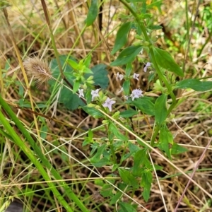 Mentha diemenica at Crooked Corner, NSW - 8 Jan 2022 11:37 AM