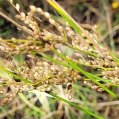 Juncus (genus) (A Rush) at Crooked Corner, NSW - 8 Jan 2022 by trevorpreston