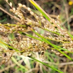 Juncus sp. (A Rush) at Crooked Corner, NSW - 8 Jan 2022 by tpreston