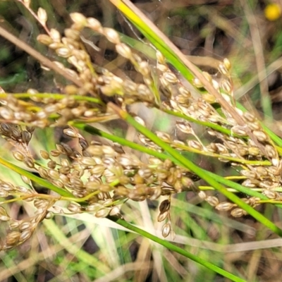 Juncus (genus) (A Rush) at Crooked Corner, NSW - 8 Jan 2022 by trevorpreston