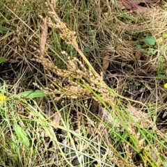 Juncus sp. at Crooked Corner, NSW - 8 Jan 2022