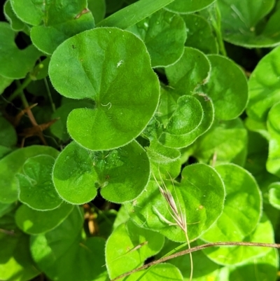 Dichondra repens (Kidney Weed) at Crooked Corner, NSW - 8 Jan 2022 by trevorpreston